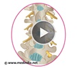 脊髓和硬膜外麻醉