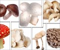 蘑菇类型