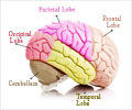 大脑中的语言区域